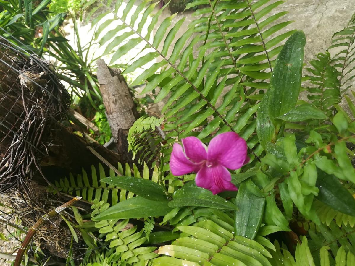 Villa Carolina Bed And Breakfast Puerto Plata Bagian luar foto
