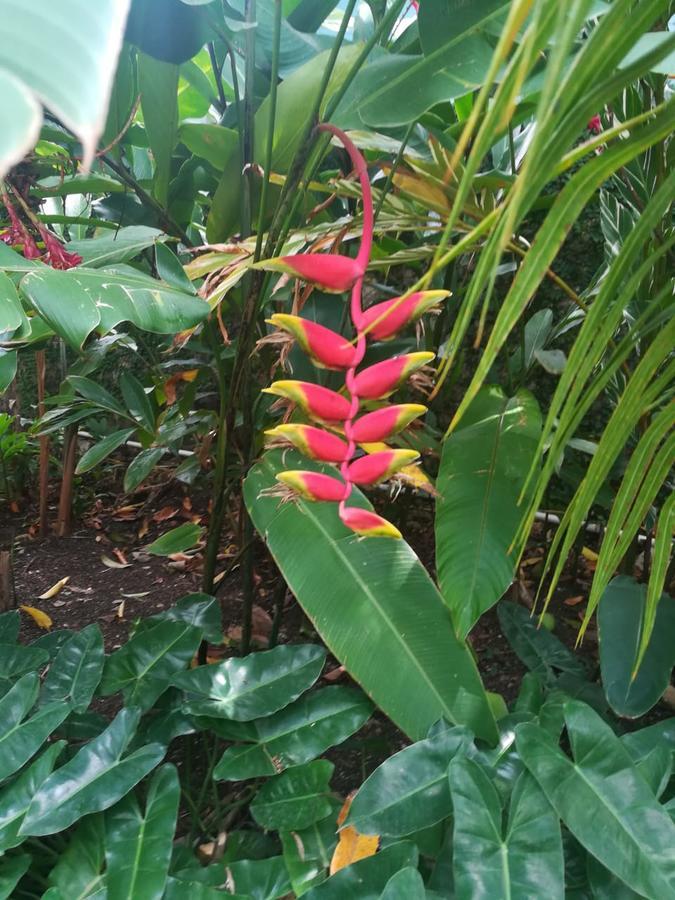 Villa Carolina Bed And Breakfast Puerto Plata Bagian luar foto